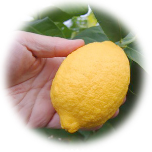 使用するレモンも当園の自家栽培です