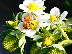 苺の受粉をするミツバチ